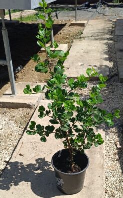 אוג בדלי גדול