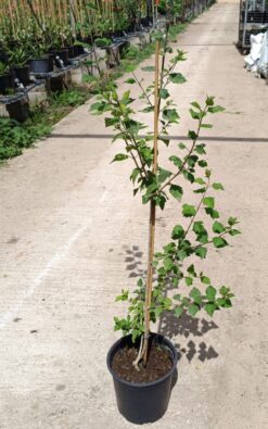 קרומיה - בדלי גדול