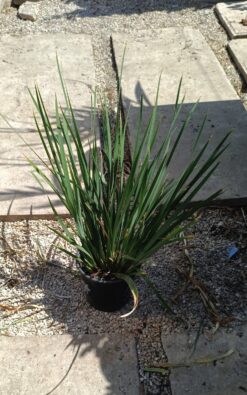 המרוקליס - בגודל בינוני