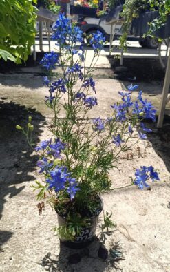 דולפיניום - פרח בעציץ