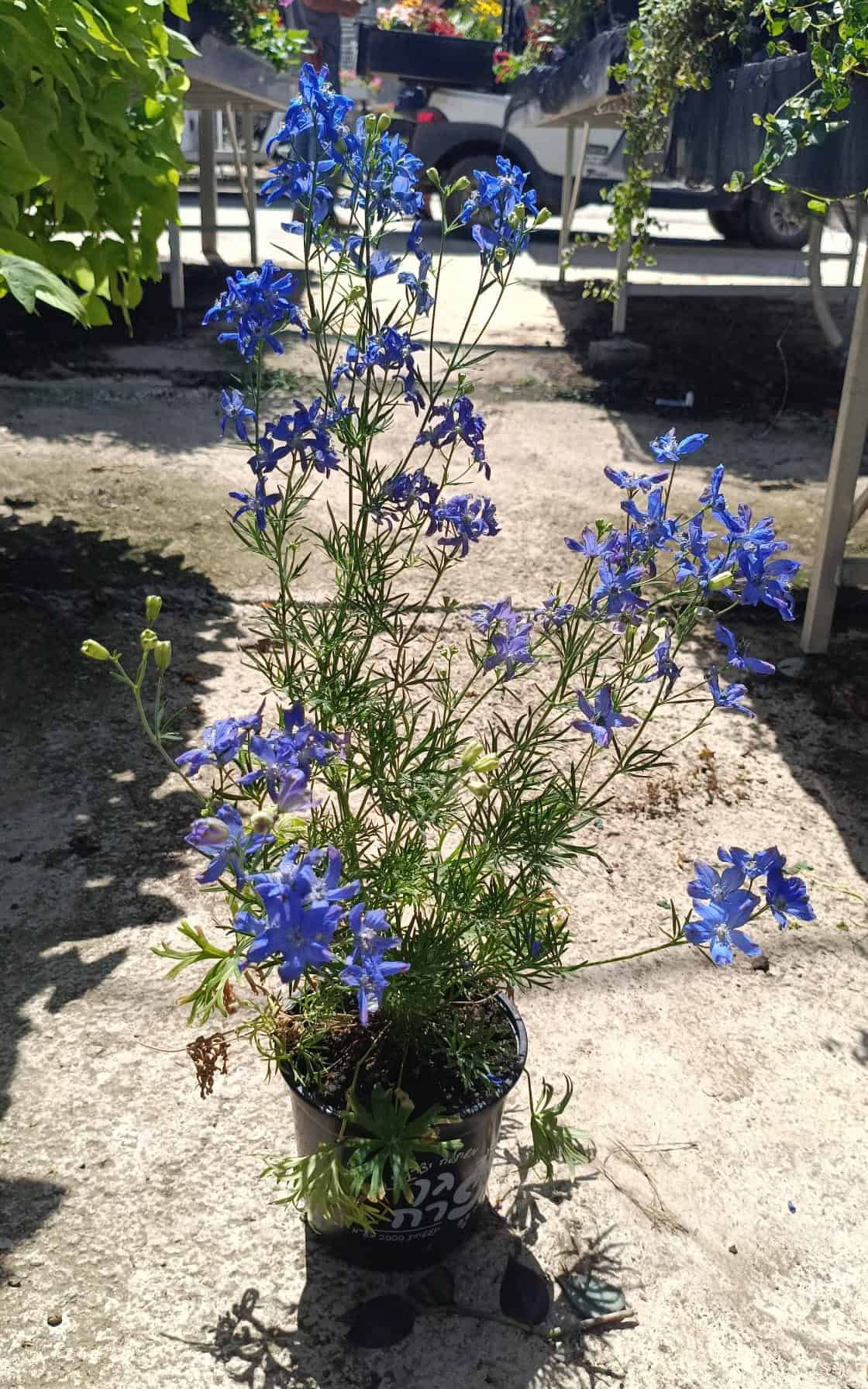 דולפיניום - פרח בעציץ