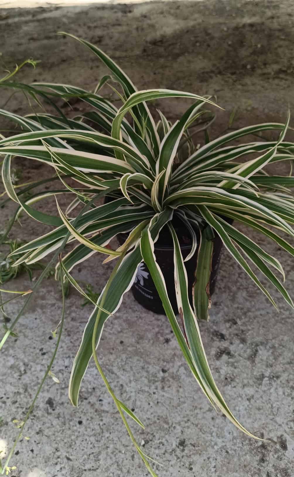 ירקה - בגודל בנינוי