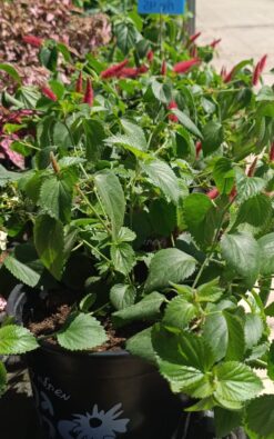 אקליפה זנב חתול - בגודל בינוני