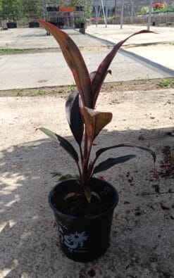 קורדילין - בגודל בינוני