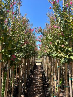 לגיסטרמיה מורכבת וורדה - 2 צול