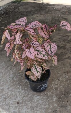 היפואסטס - בגודל בינוני