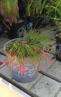 רוסטליה - בגודל בינוני