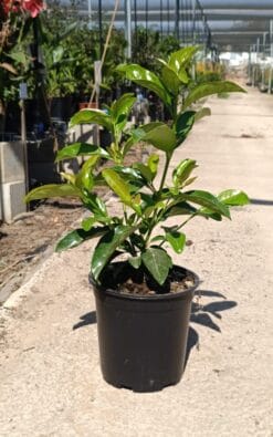 מורן מבריק גדול בוגר - בדלי גדול