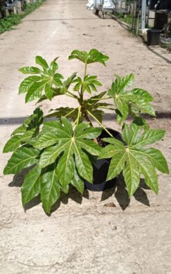 פסטסיה יפנית - דלי גדול