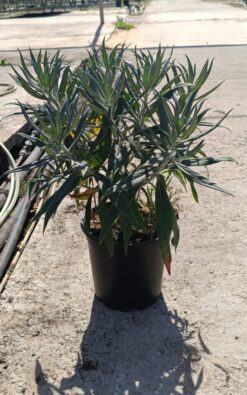 ערכנאי הדור - בדלי גדול