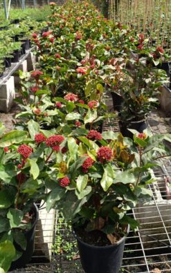 איקסורה אדום - בדלי גדול