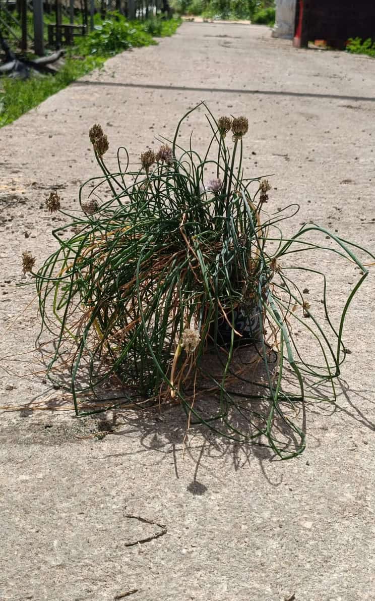 עירית - בגודל שתיל