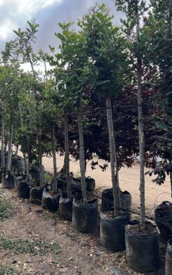 עץ חרוב זכר - 2 צול