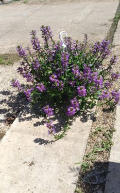 וורנה - בקערה