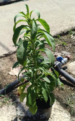 סטיביה - בגודל בינוני