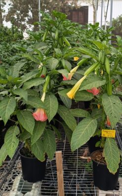 בוגמאסיה ורוד אמום - בדלי גדול