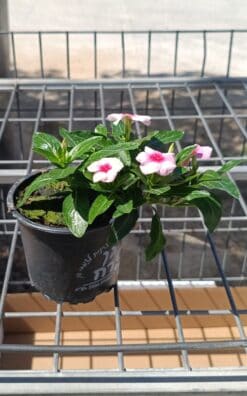 וינקה זוחלת - בגודל שתיל