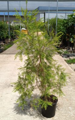 מללויקה רבולושן גולד - בדלי גדול