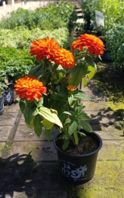 ציניה - בגודל בינוני