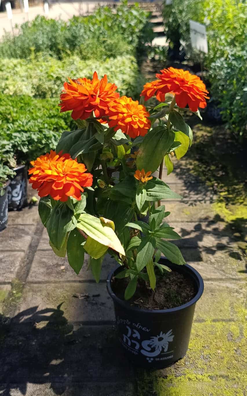 ציניה - בגודל בינוני