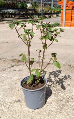 בזיליקום -  בגודל בינוני