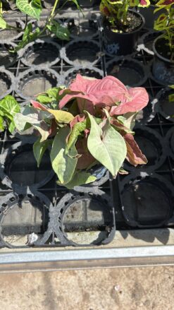 Alternative view of סינגוניום