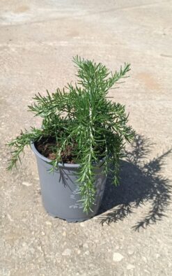 רוזמרין זנב שועל  - גודל שתיל