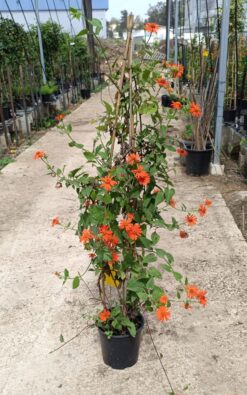 סביון מזהיר - בדלי גדול