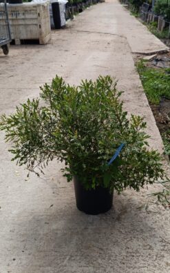 מירית אלונית - בגודל בינוני