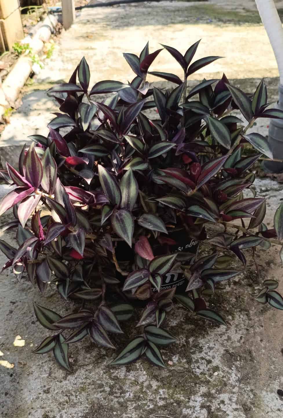 יהודי נודד זברינה