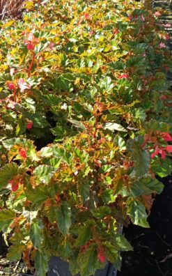 ביגוניה ווקס גדול - בגודל בינוני