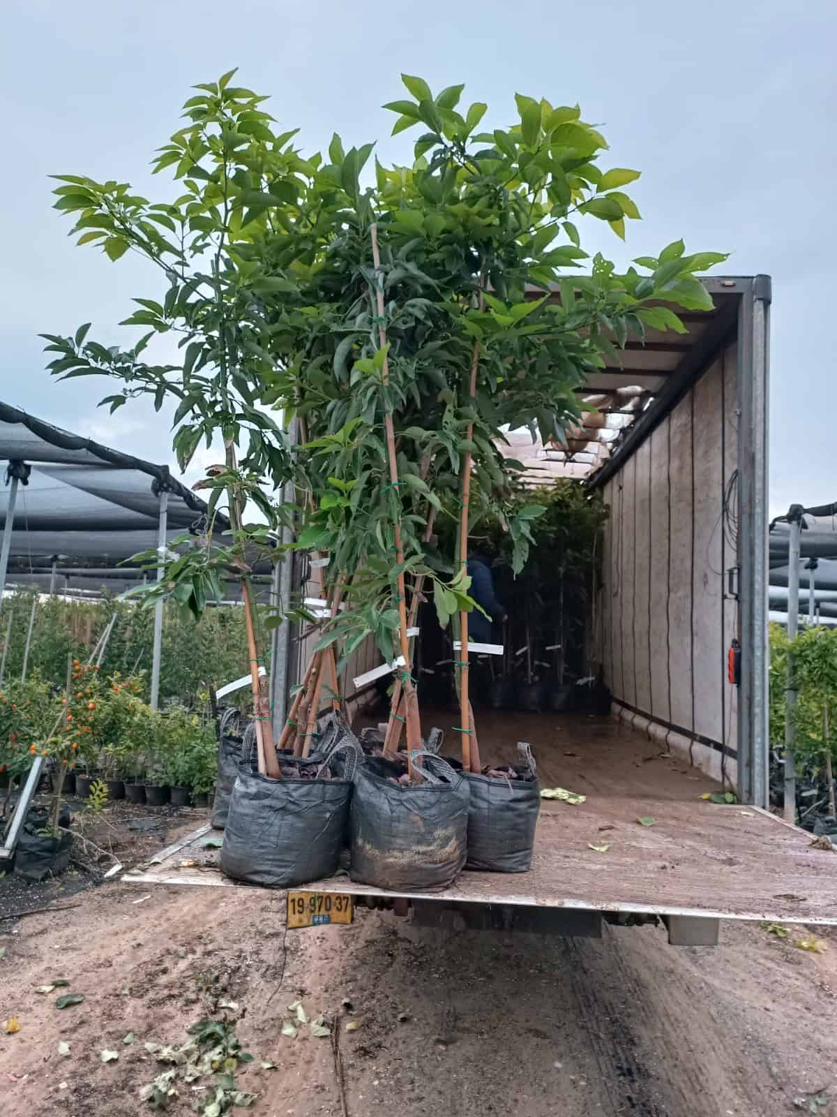 עץ אבוקדו אטינגר – תמונה 16