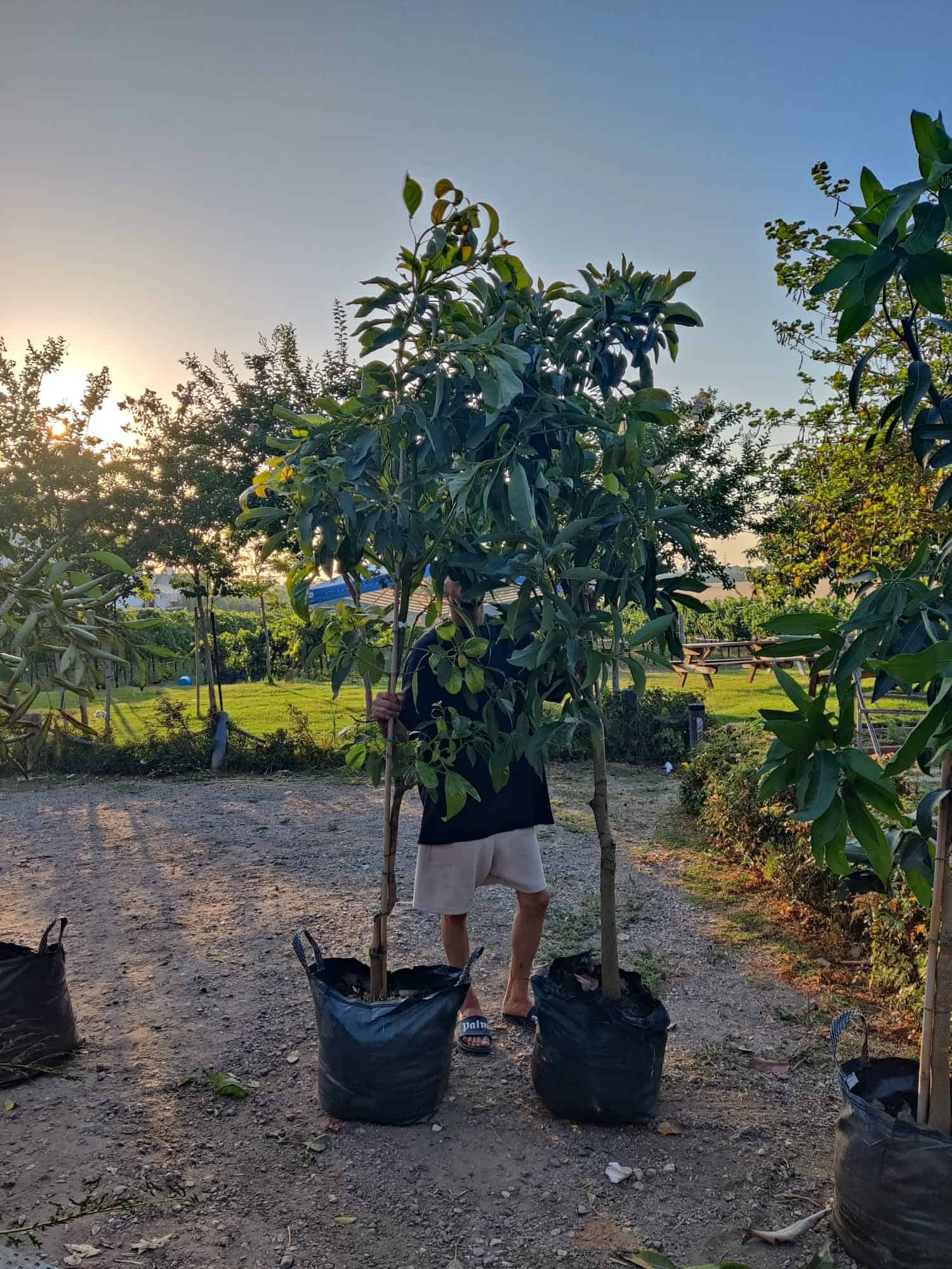 עץ אבוקדו אטינגר – תמונה 6