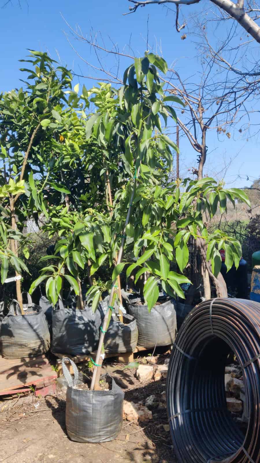 עץ אבוקדו אטינגר – תמונה 11