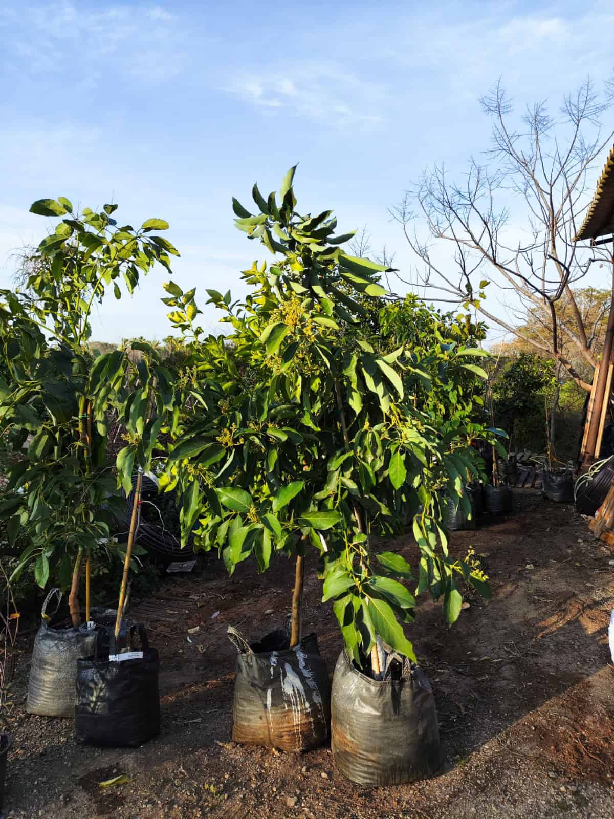 עץ אבוקדו אטינגר – תמונה 7