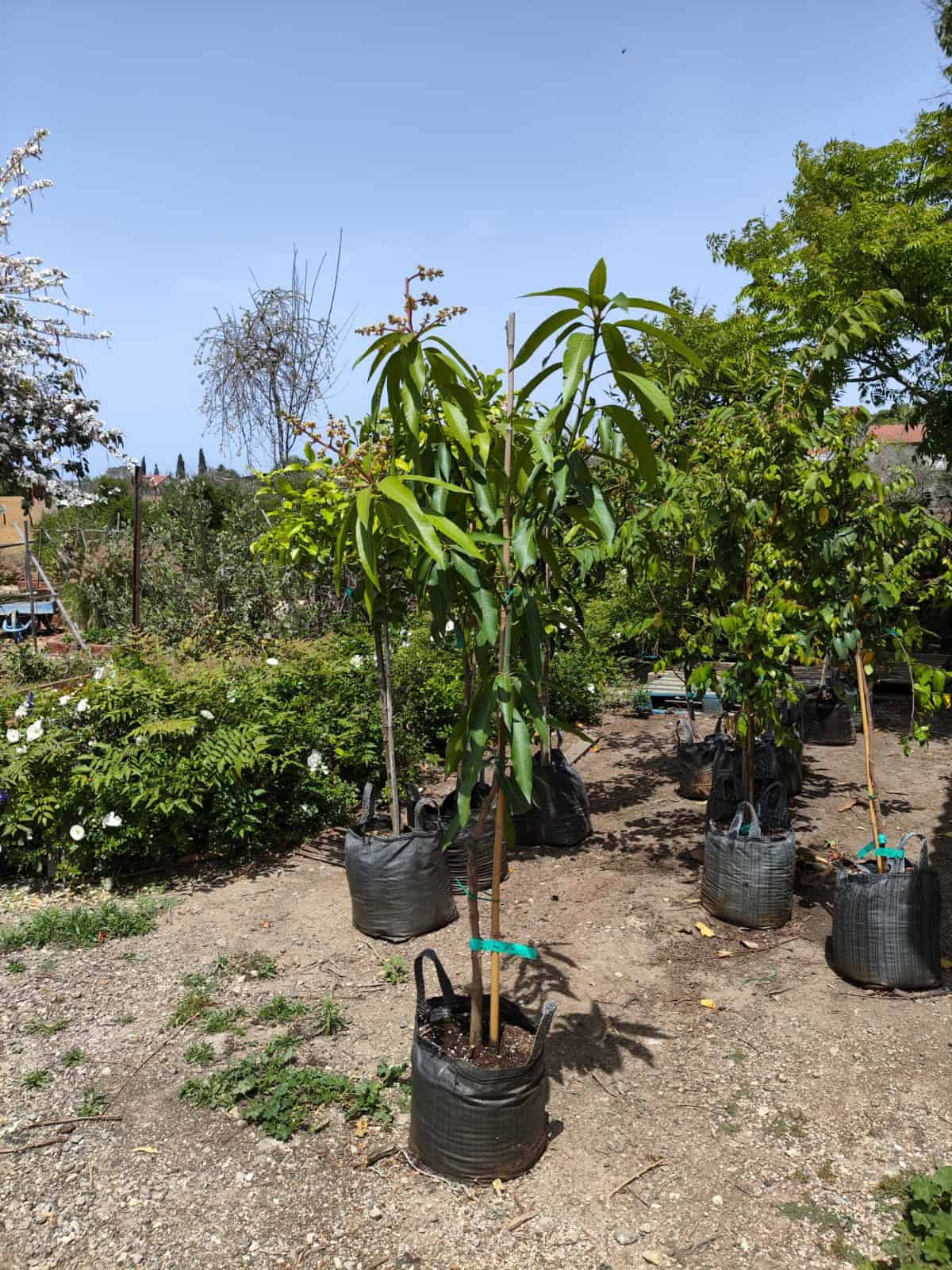 עץ מנגו מאיה – תמונה 9