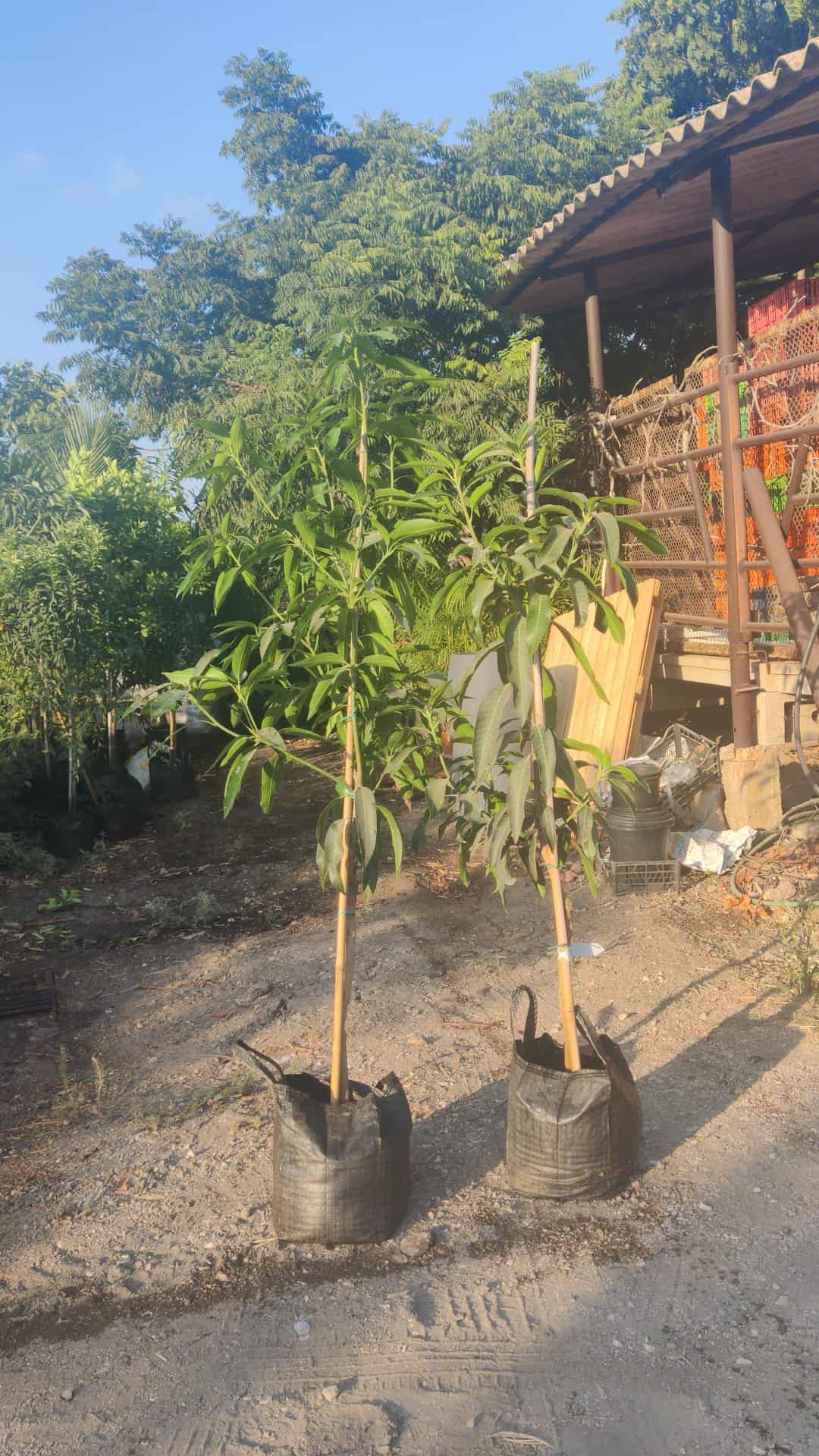 עץ מנגו מאיה – תמונה 11