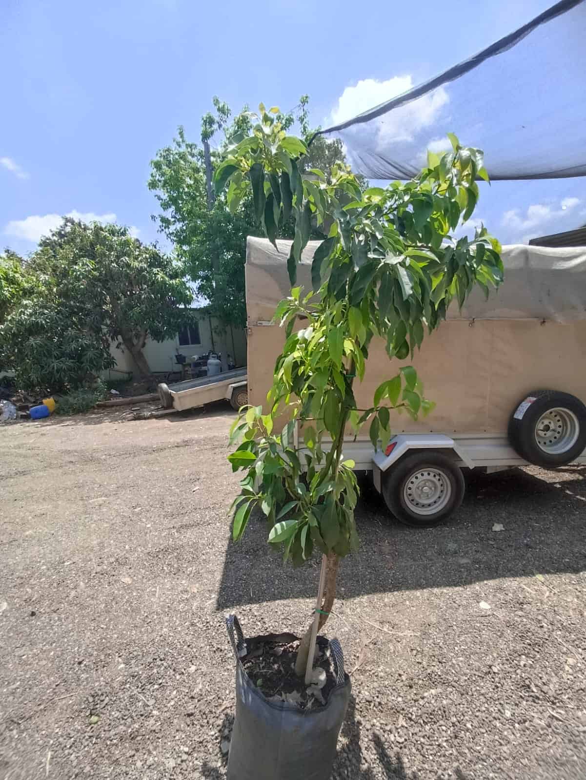 עץ אבוקדו אטינגר – תמונה 5