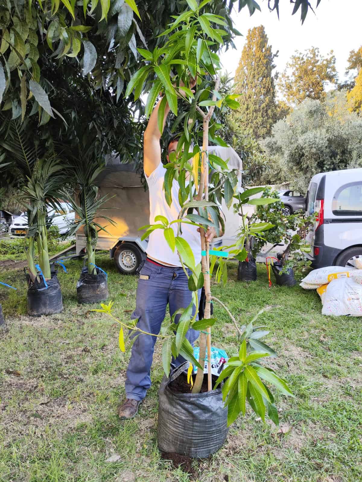 עץ מנגו מאיה – תמונה 6