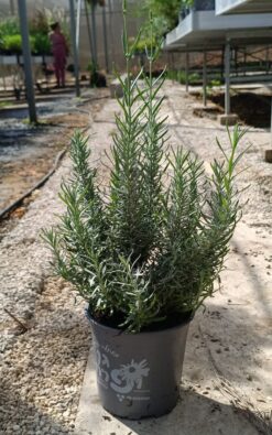 לוונדר הידקוט - בגודל בינוני