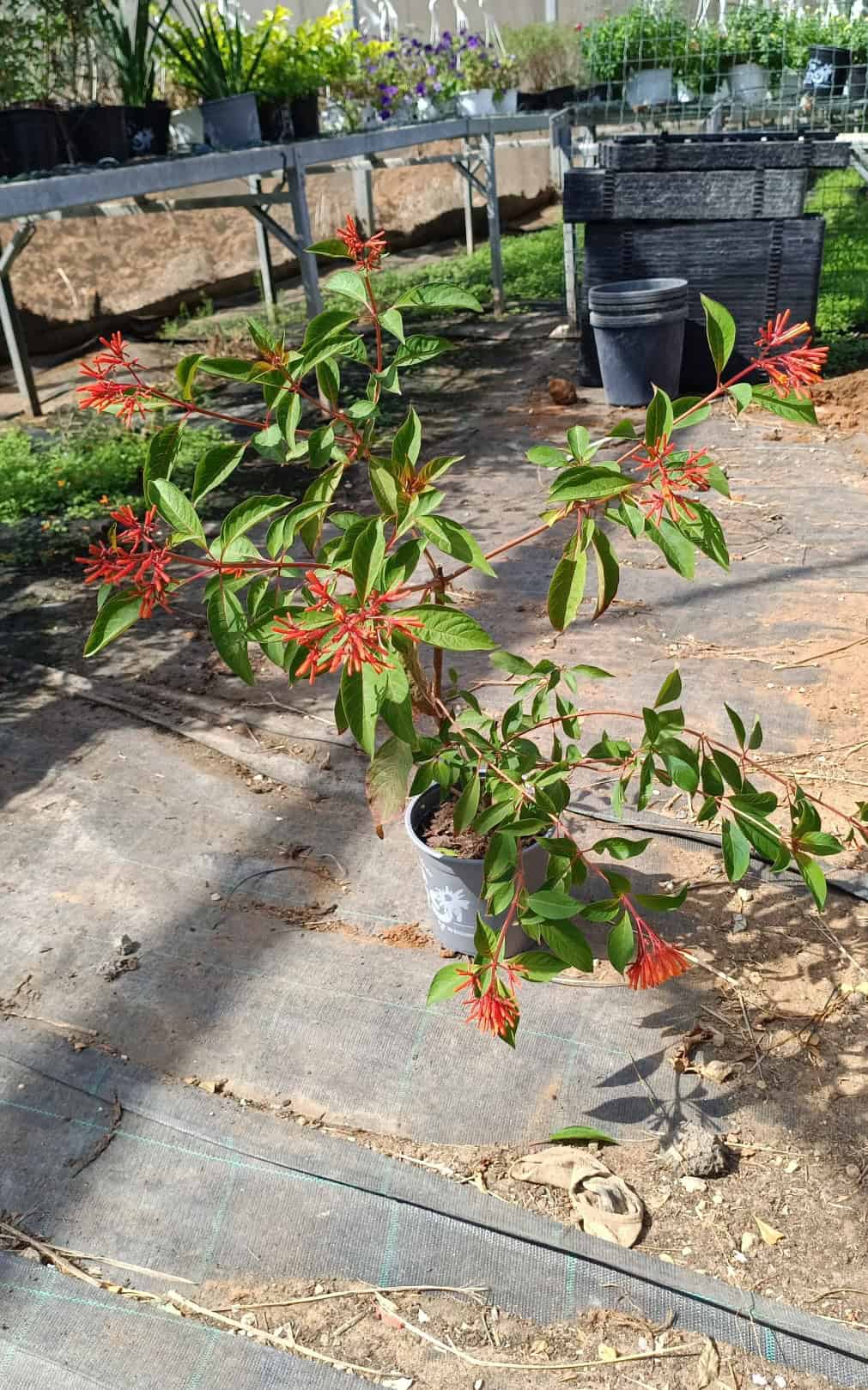 בהממאליה - גודל בינוני