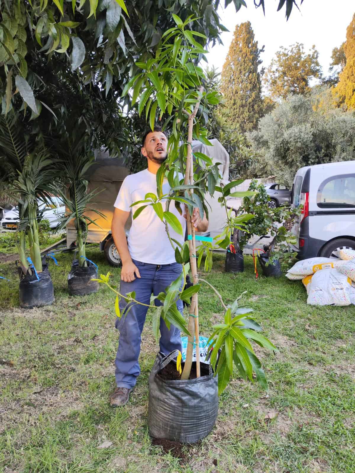 עץ מנגו מאיה – תמונה 13