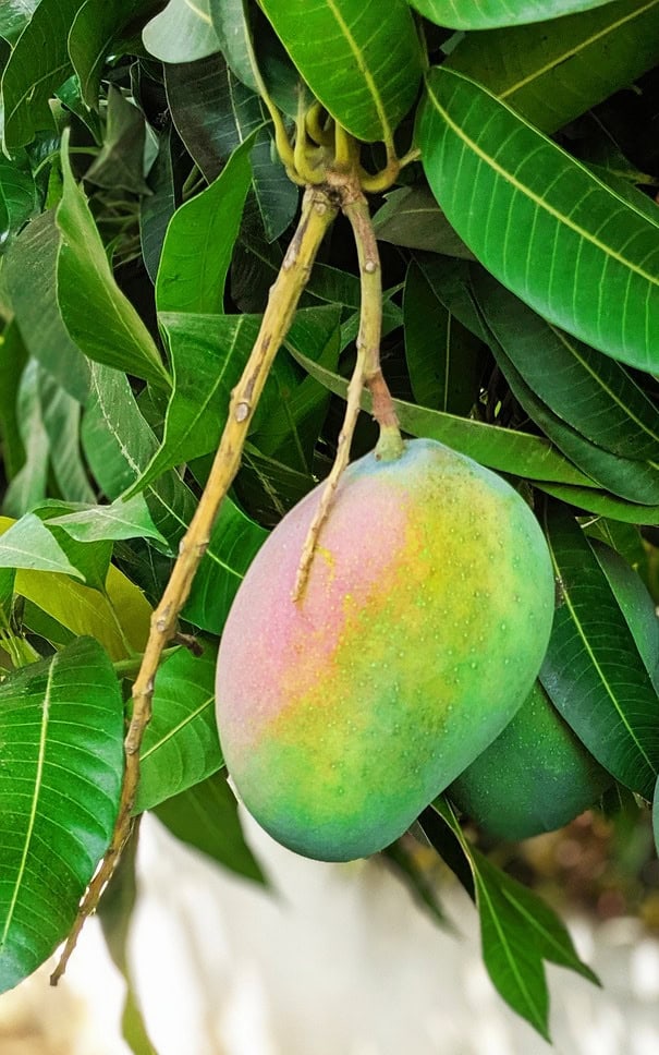 עץ מנגו מאיה