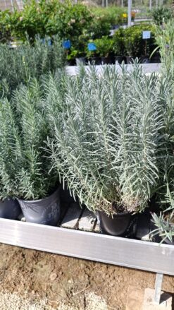 Alternative view of לוונדר הידקוט - בגודל בינוני