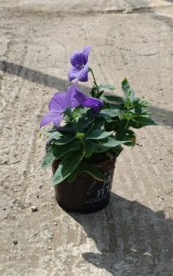 ענבל - גודל בינוני