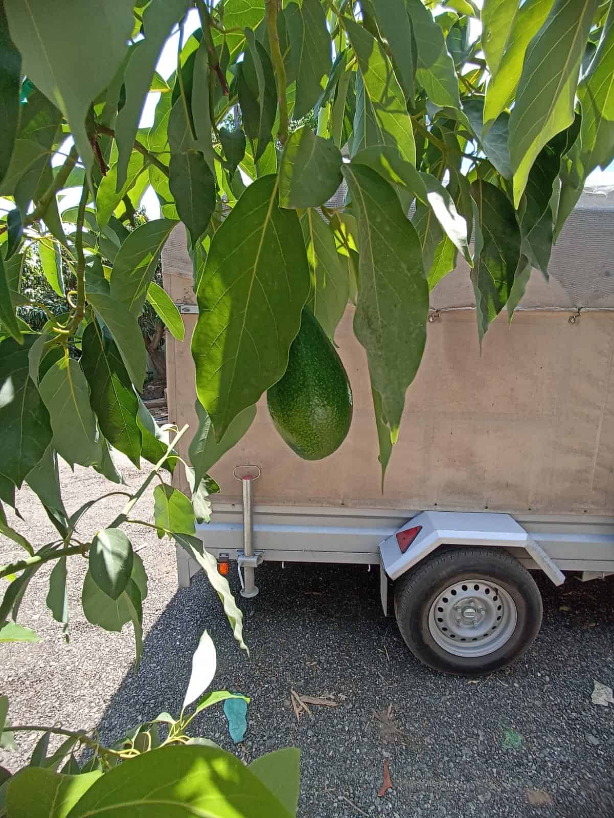 עץ אבוקדו אטינגר – תמונה 4