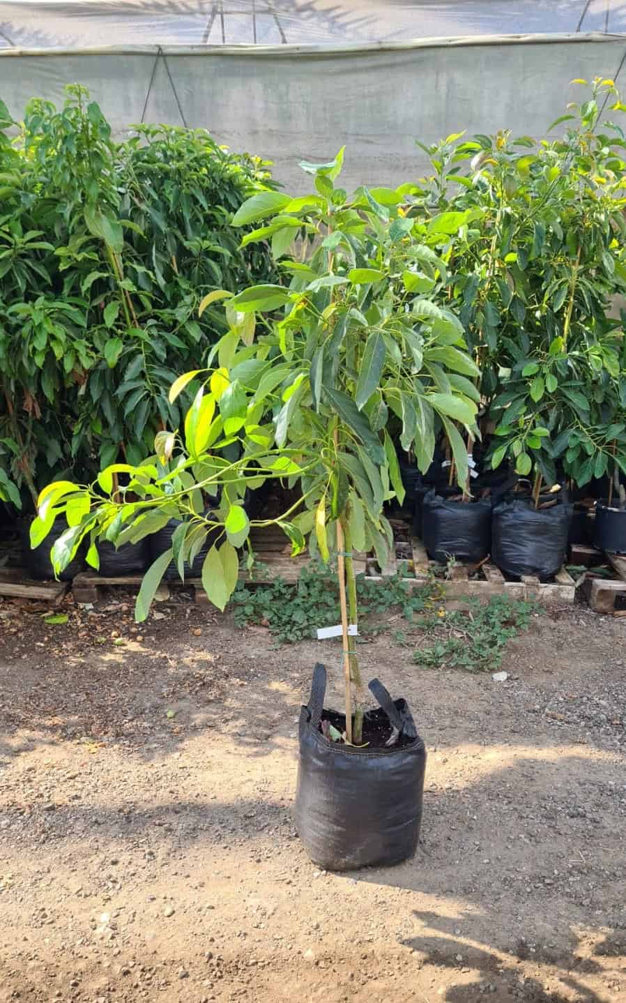 עץ אבוקדו אטינגר – תמונה 2