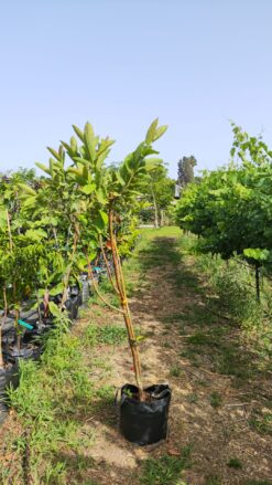 Alternative view of עץ גויאבה לבנה