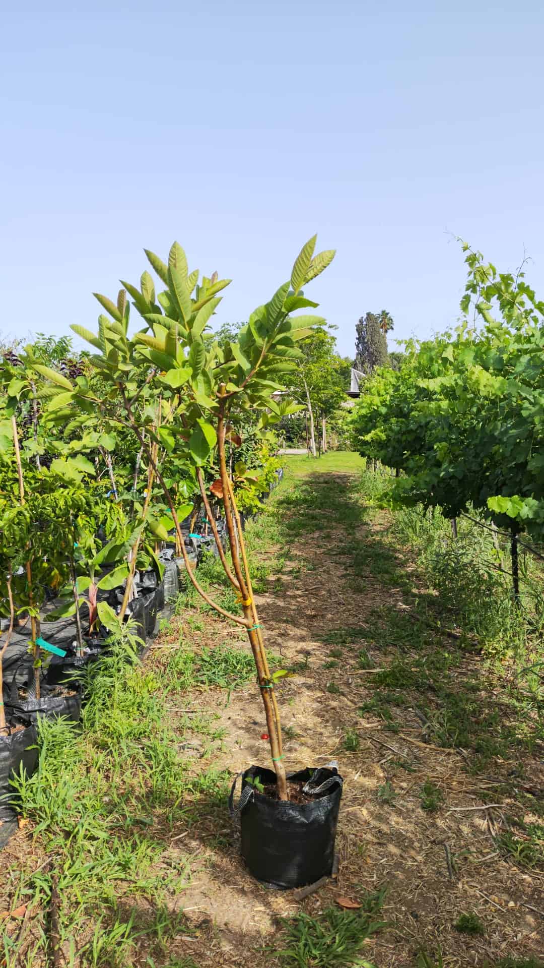 עץ גויאבה לבנה – תמונה 2