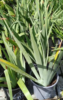 Alternative view of אירוס גרמני - גודל בינוני